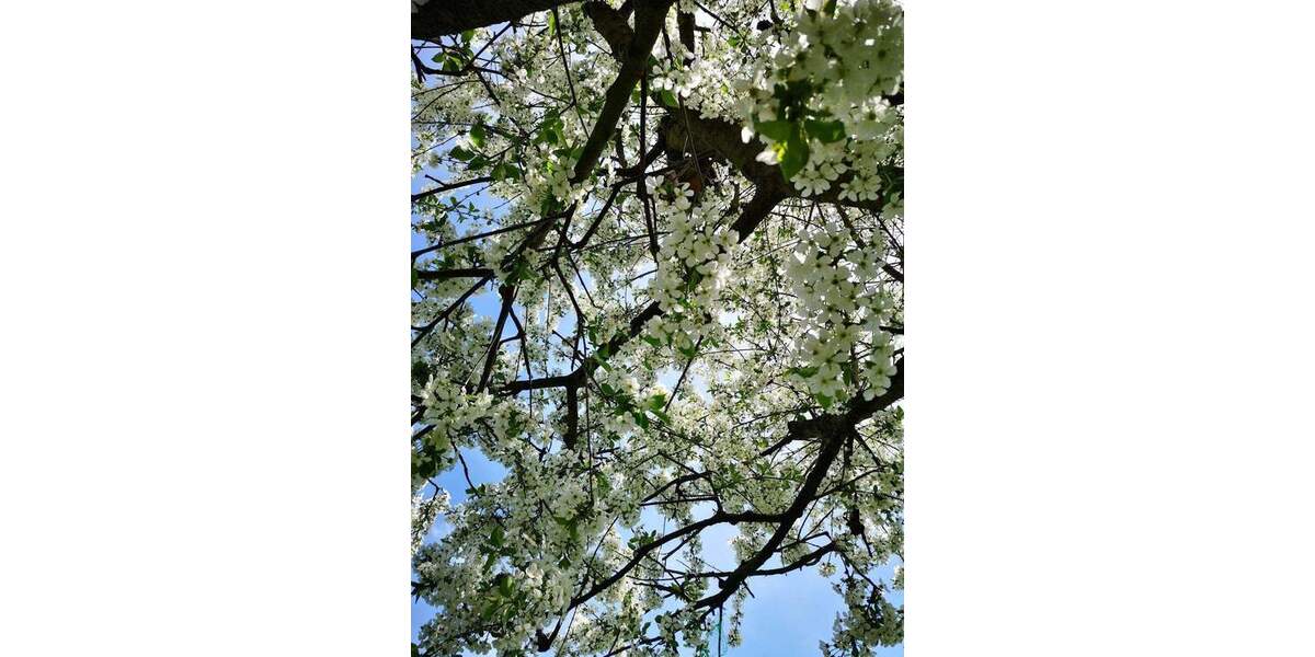 Grundstück Cottbus Kiekebusch - 89.000&euro; | Angebot:25686586