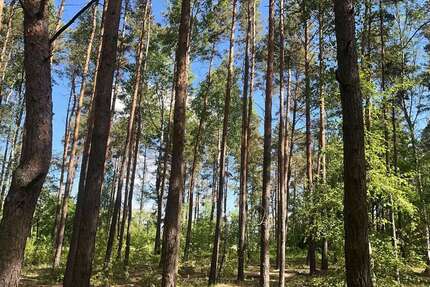 Grundstück in Drebkau 67.500 € 75454 m² zimmer