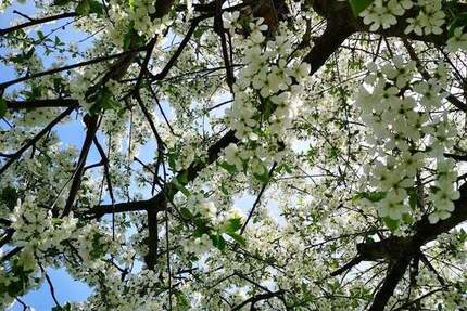 Grundstück Cottbus Kiekebusch - 89.000&euro; | Angebot:25279026