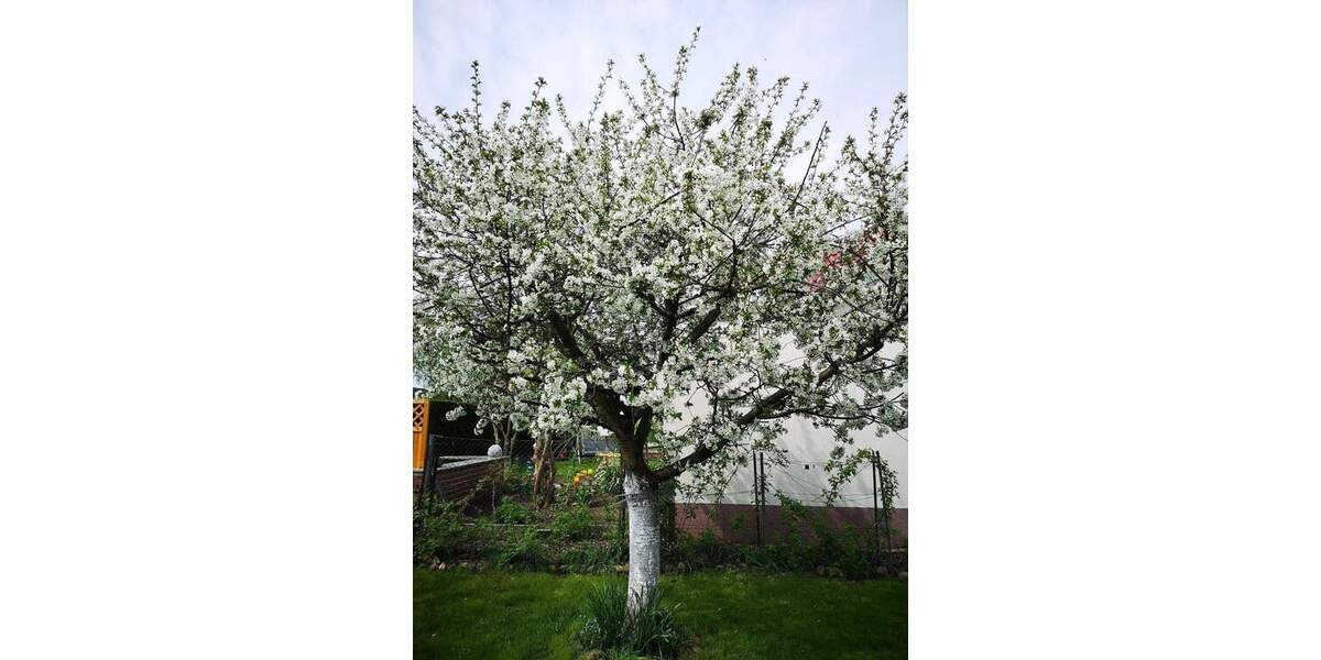 Grundstück Cottbus Kiekebusch - 89.000&euro; | Angebot:25686586