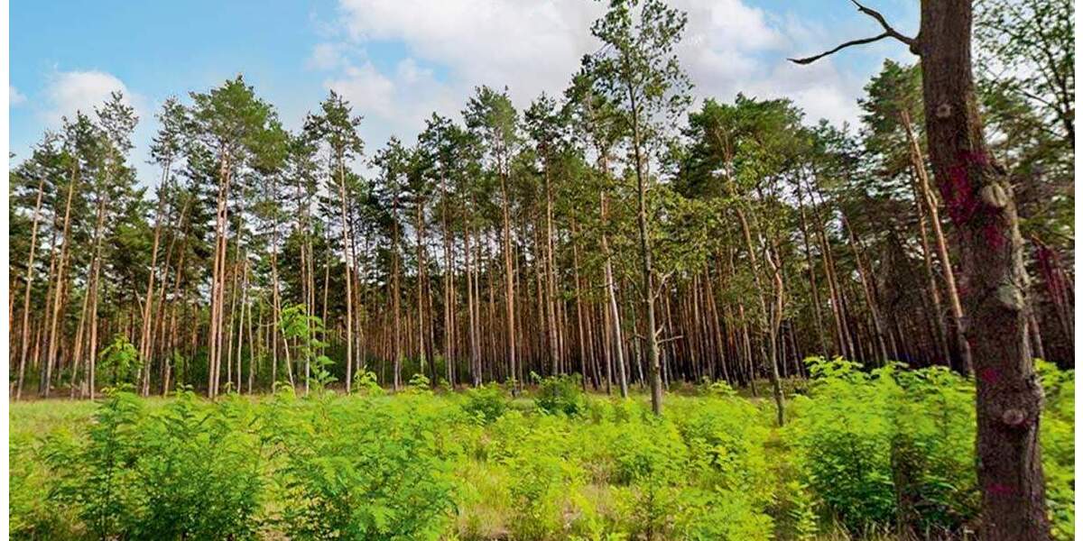 Versteigerungsimmobilie Werben - 45.000&euro; | Angebot:24725261