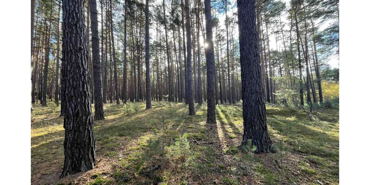 Grundstück Calau - 23.000&euro; | Angebot:23793252